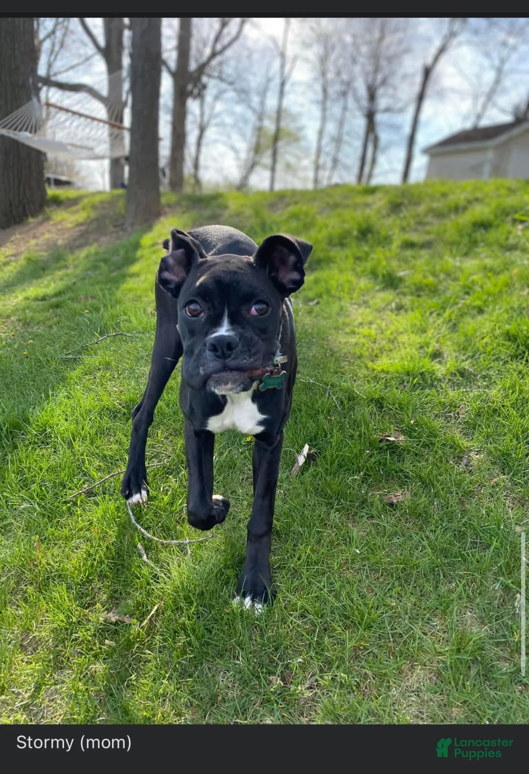 Boxer dogs for sale: Boxer Puppy 1 - Cain  - Ad 2