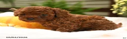 Toy Poodle dogs for sale: Sugar - Ad 4