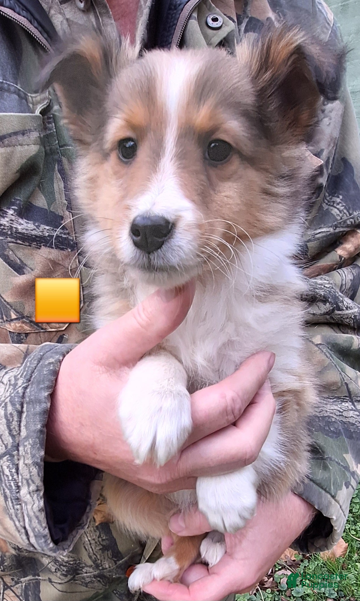 Shetland Sheepdog dogs Shetland Sheepdog Puppy 2 - Ad 8
