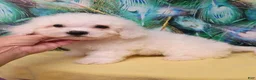 Bichon Frise dogs for sale: Snow  - Ad 3