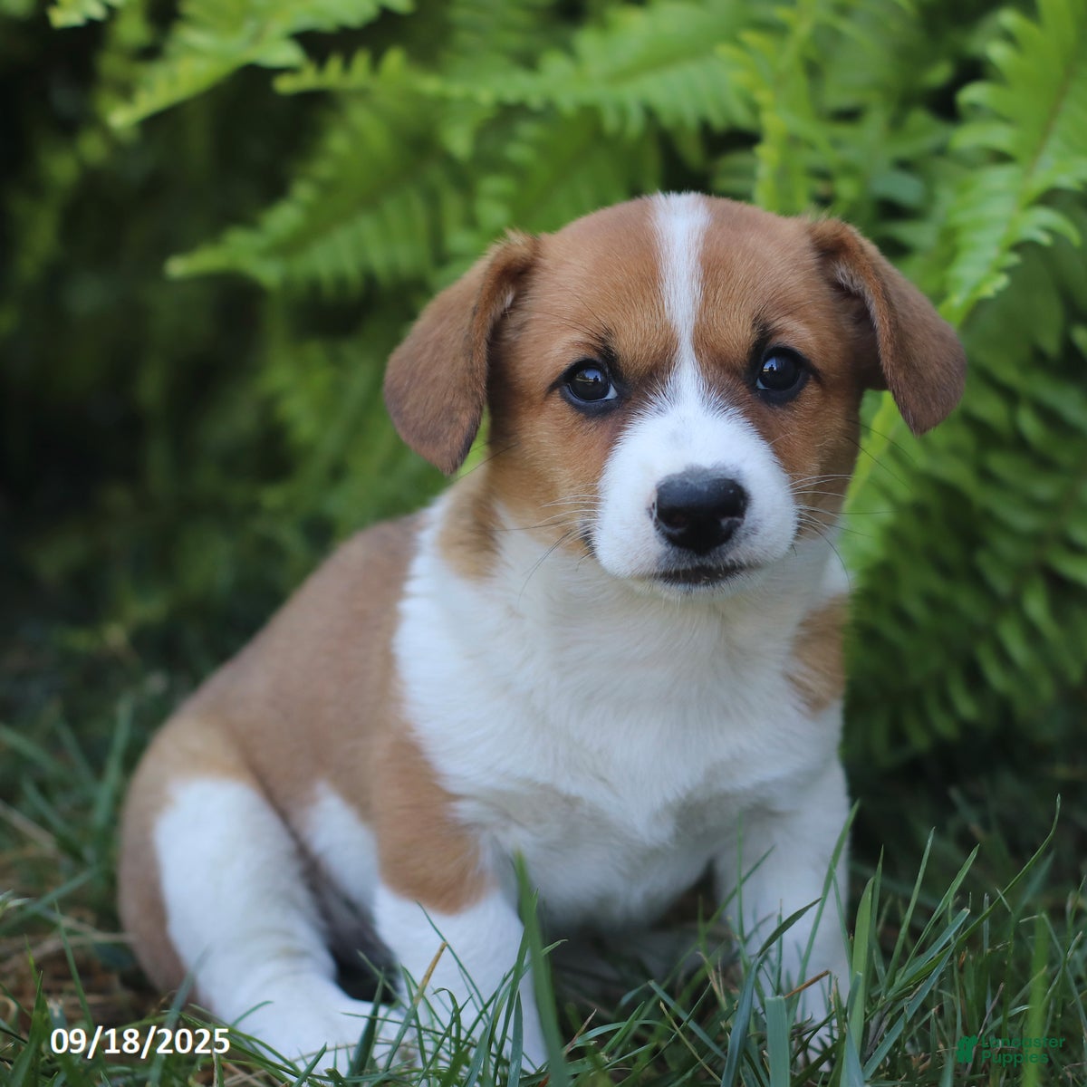 Terrier Mix Puppy Labrador X Jack Russell Puppies Canine Jack - Main Image