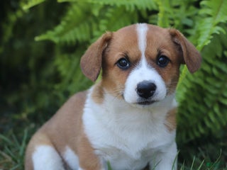 Mixed Breed dogs - Ad 16