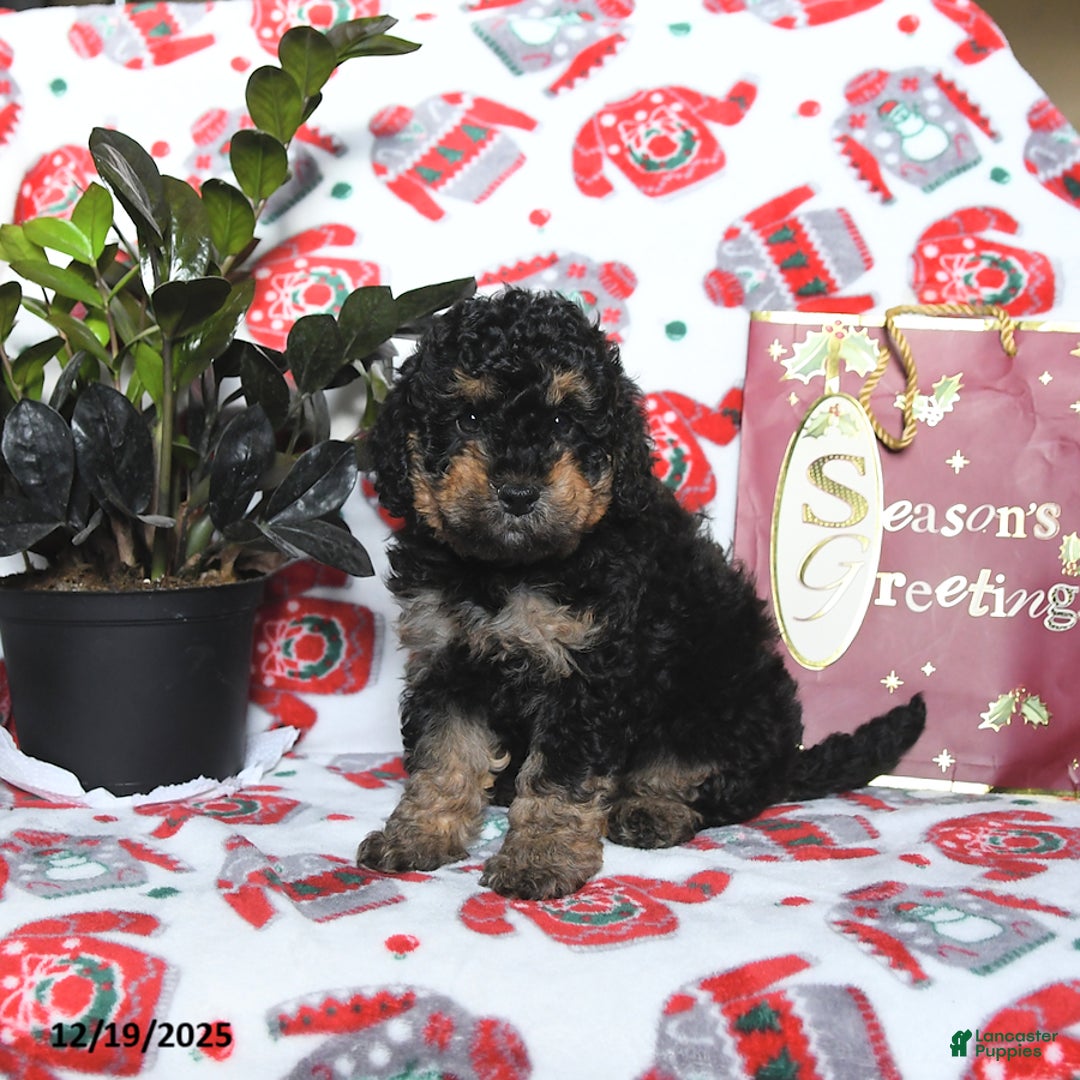 Cavapoo dogs for sale: River - Ad 2