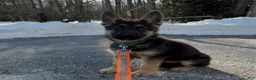 German Shepherd dogs for sale: SWAYZE - Ad 9