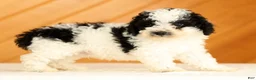 Toy Poodle dogs for sale: Doodle - Ad 6