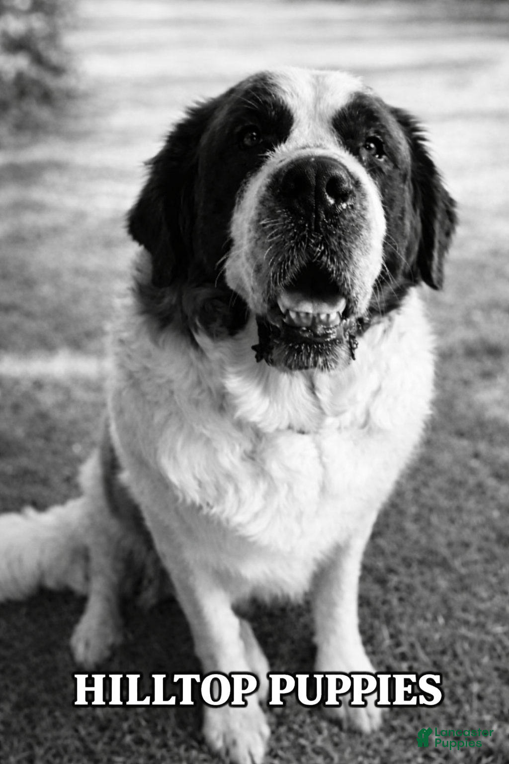 Saint Bernard dogs Saint Bernard Puppy 1 - Ad 1