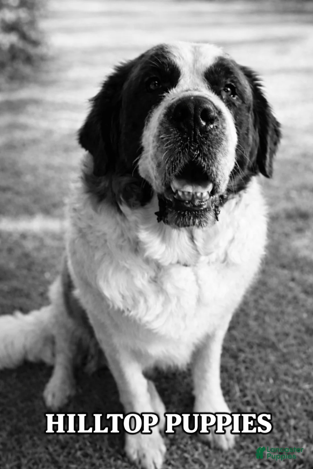 Saint Bernard dogs for sale: Saint Bernard Puppy 1 - Ad 1