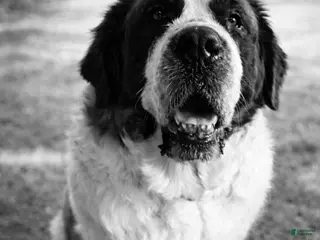 Saint Bernard dogs Saint Bernard Puppy 1 - Ad 1