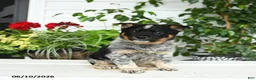 Australian Cattle Dog dogs for sale: Cindy - Ad 1