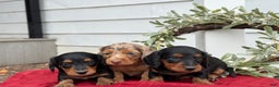 Miniature Dachshund dogs for sale: Ember - Ad 13