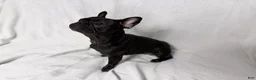 French Bulldog dogs for sale: Coco Cleo channel  - Ad 6