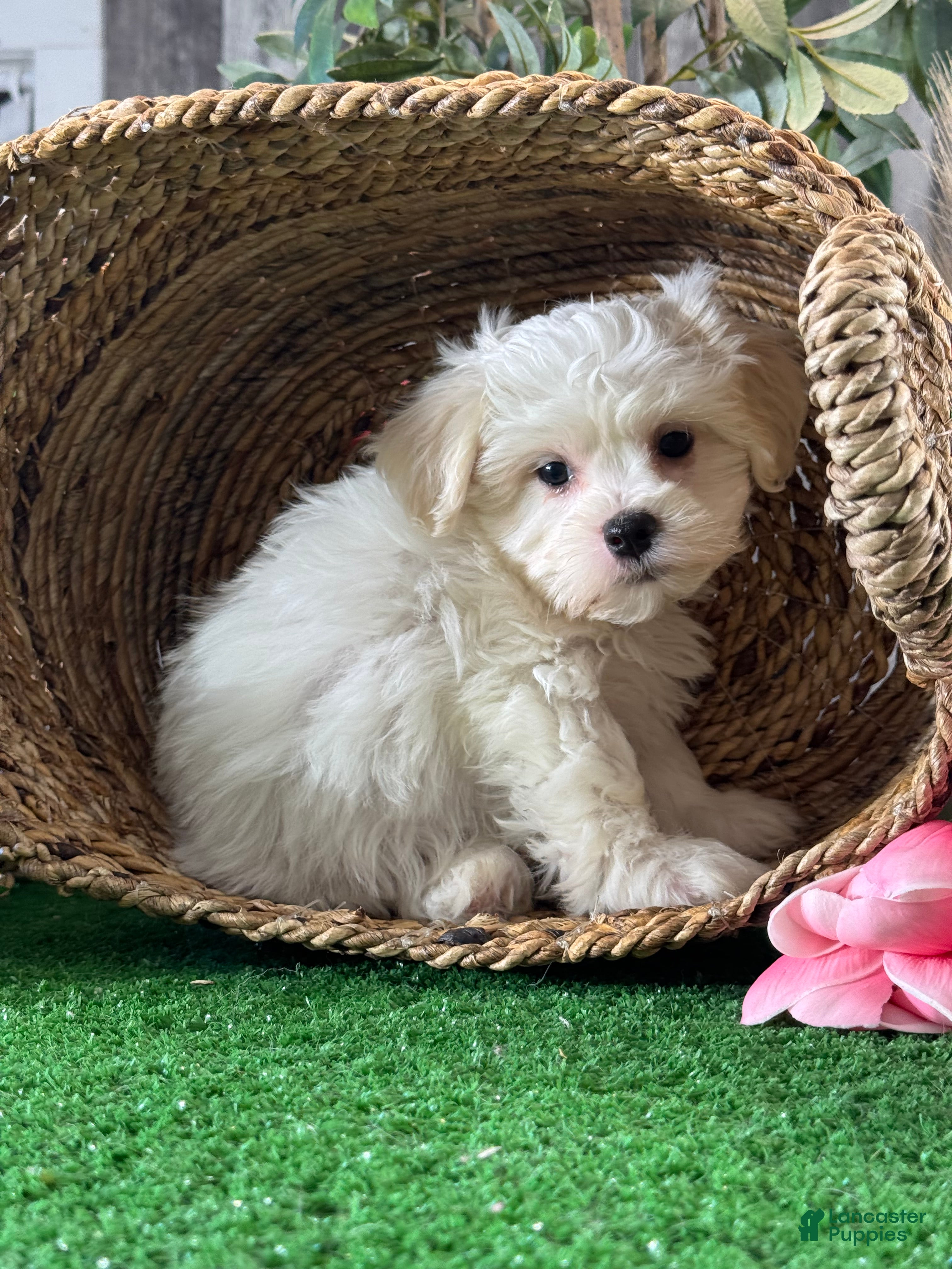 Mixed Breed dogs for sale: Louie - Ad 5