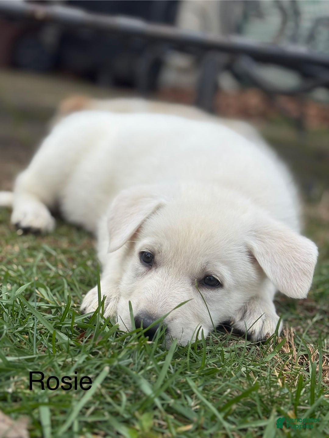 Mixed Breed dogs for sale: Mixed Breed Puppy 3 - Ad 3