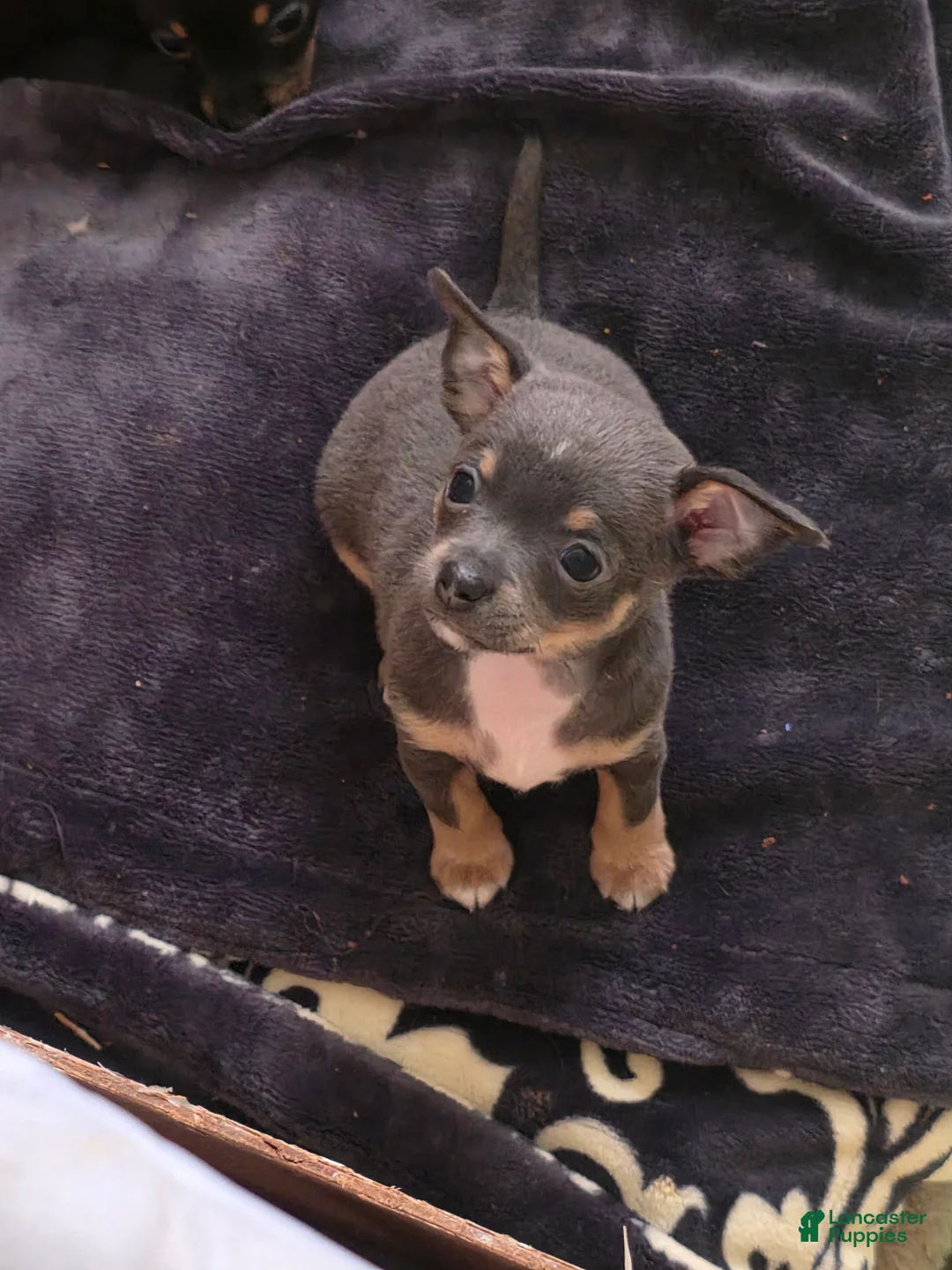 Chiweenie dogs for sale: Chiweenie Puppy 1 - Ad 1