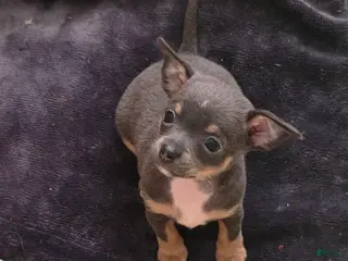 Chiweenie dogs for sale: Chiweenie Puppy 1 - Ad 2