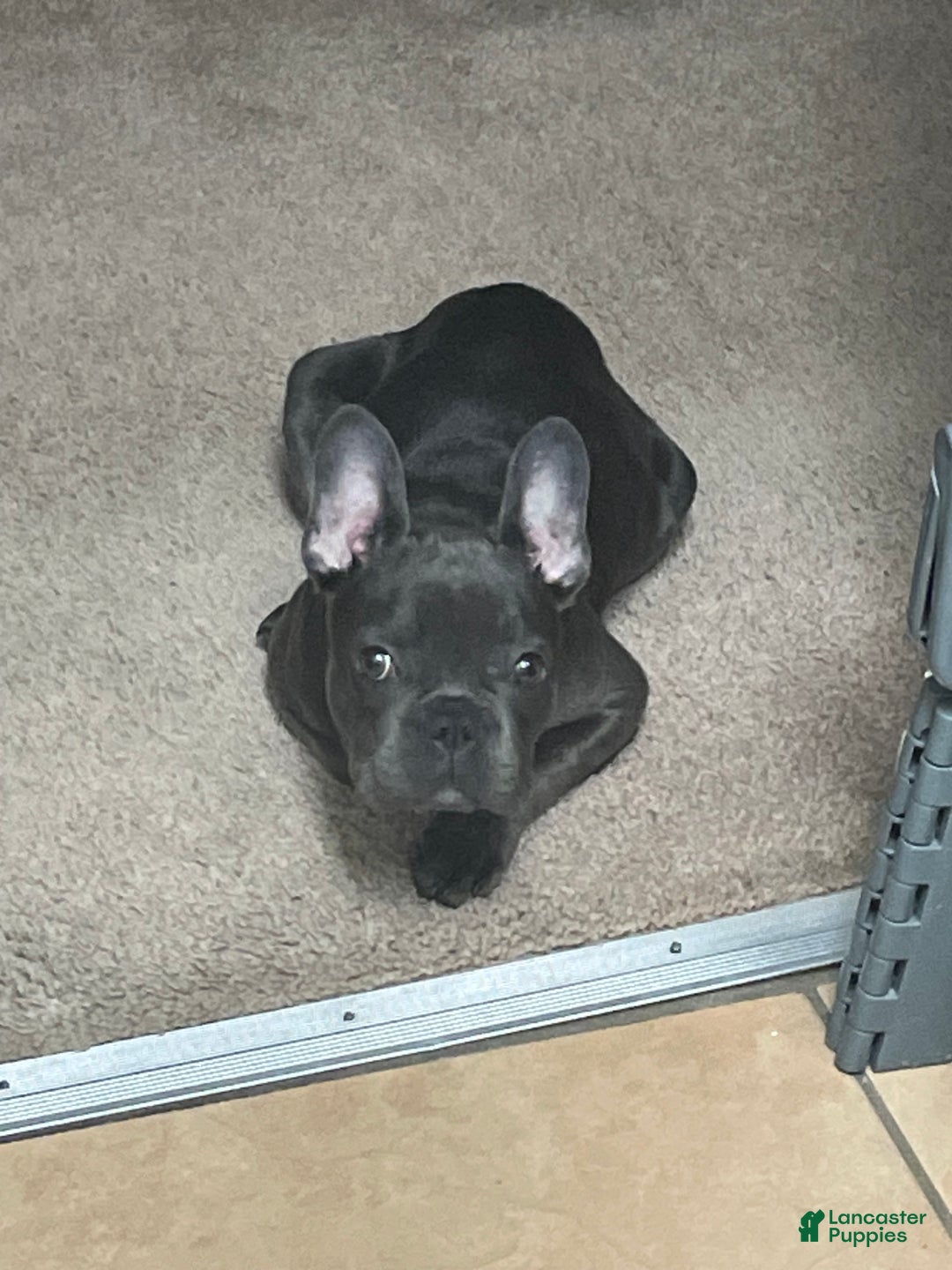 French Bulldog dogs for sale: Virgil French Bulldog - Ad 2