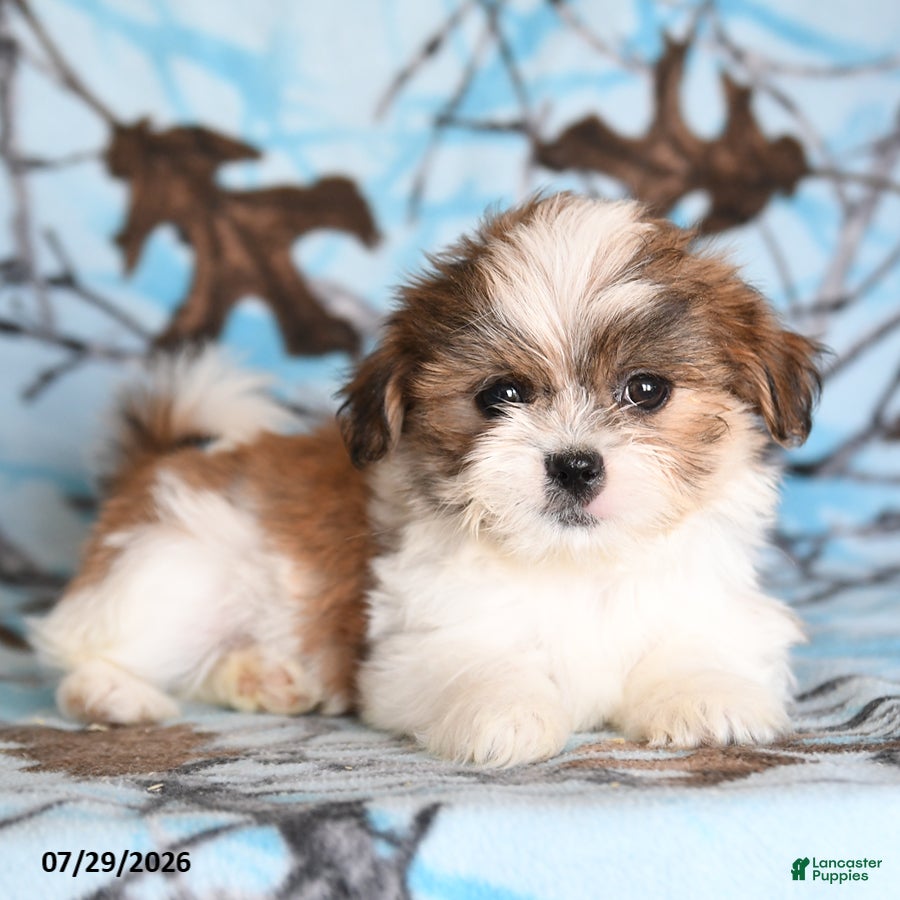 Shih Tzu dogs Crumbles - Ad 1