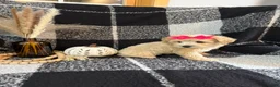 Schnoodle dogs for sale: Lucy - Ad 5