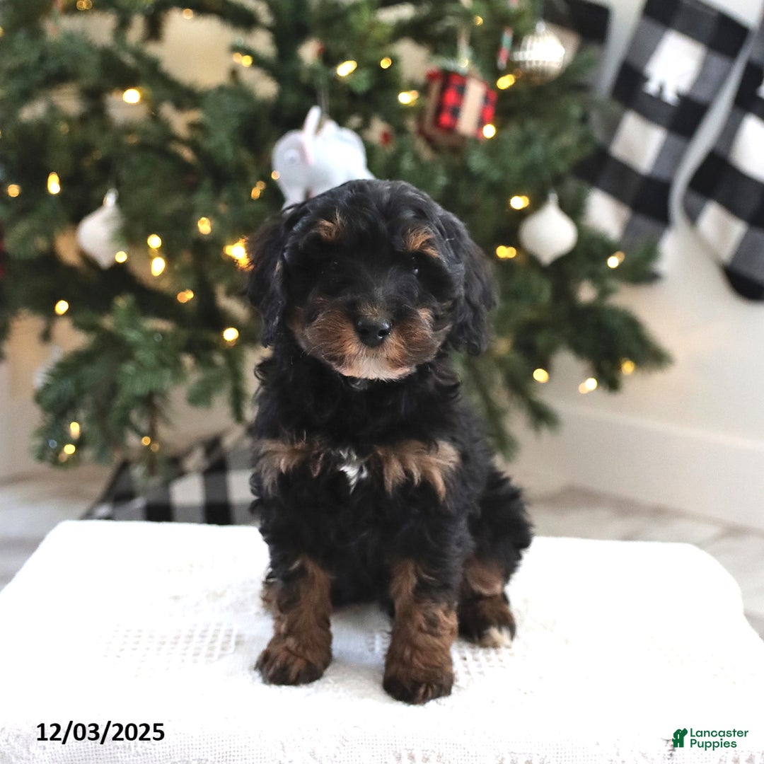 Cockapoo dogs for sale: Nico - Ad 1