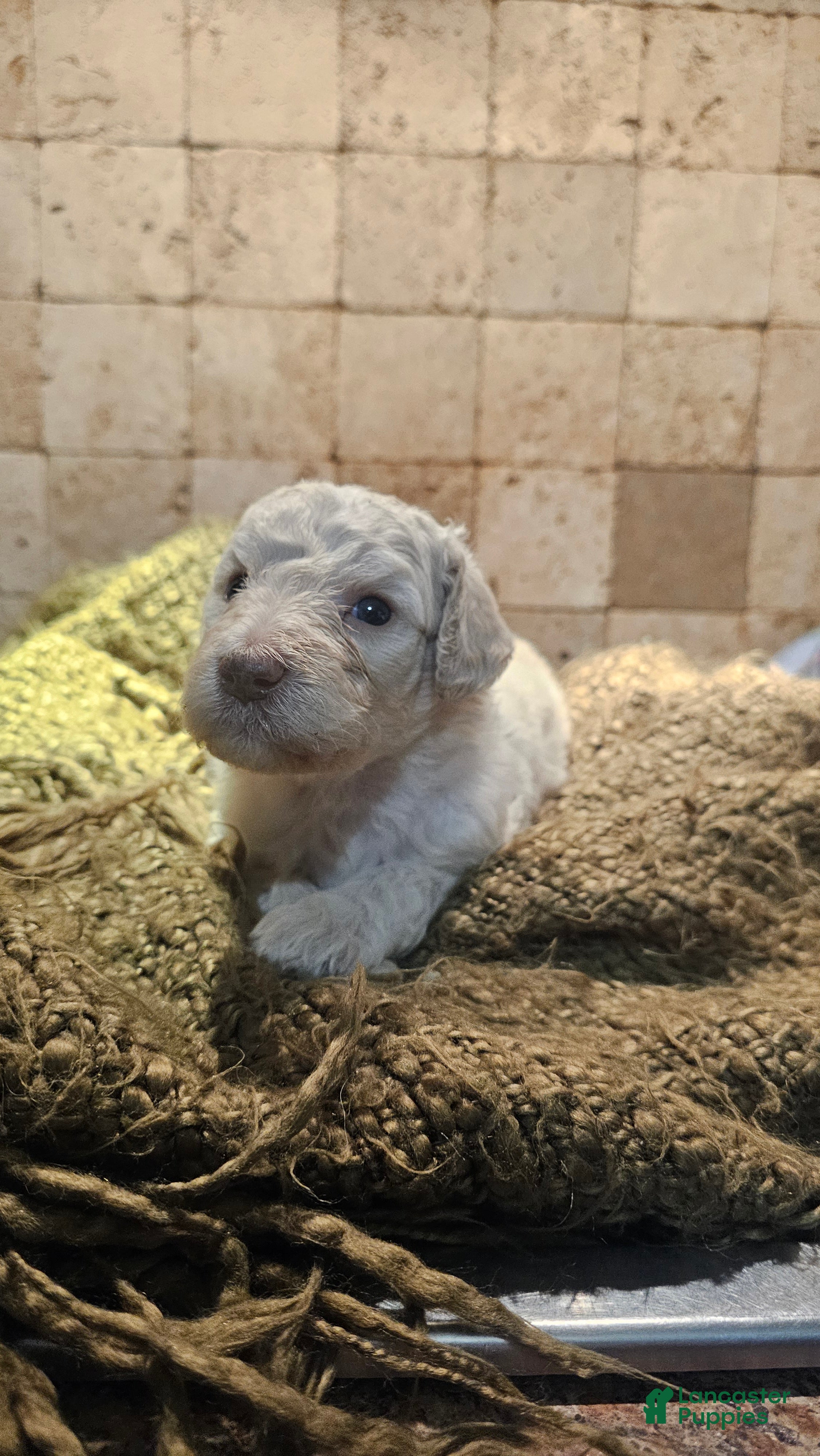 Goldendoodle dogs Clemson Goldendoodle Puppy 3 - Ad 4