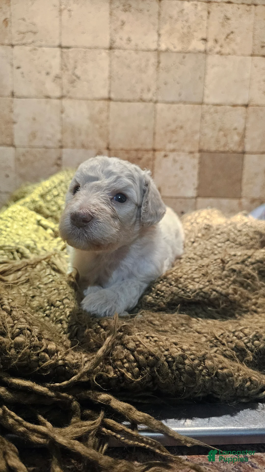 Goldendoodle dogs for sale: Clemson Goldendoodle Puppy 3 - Ad 1