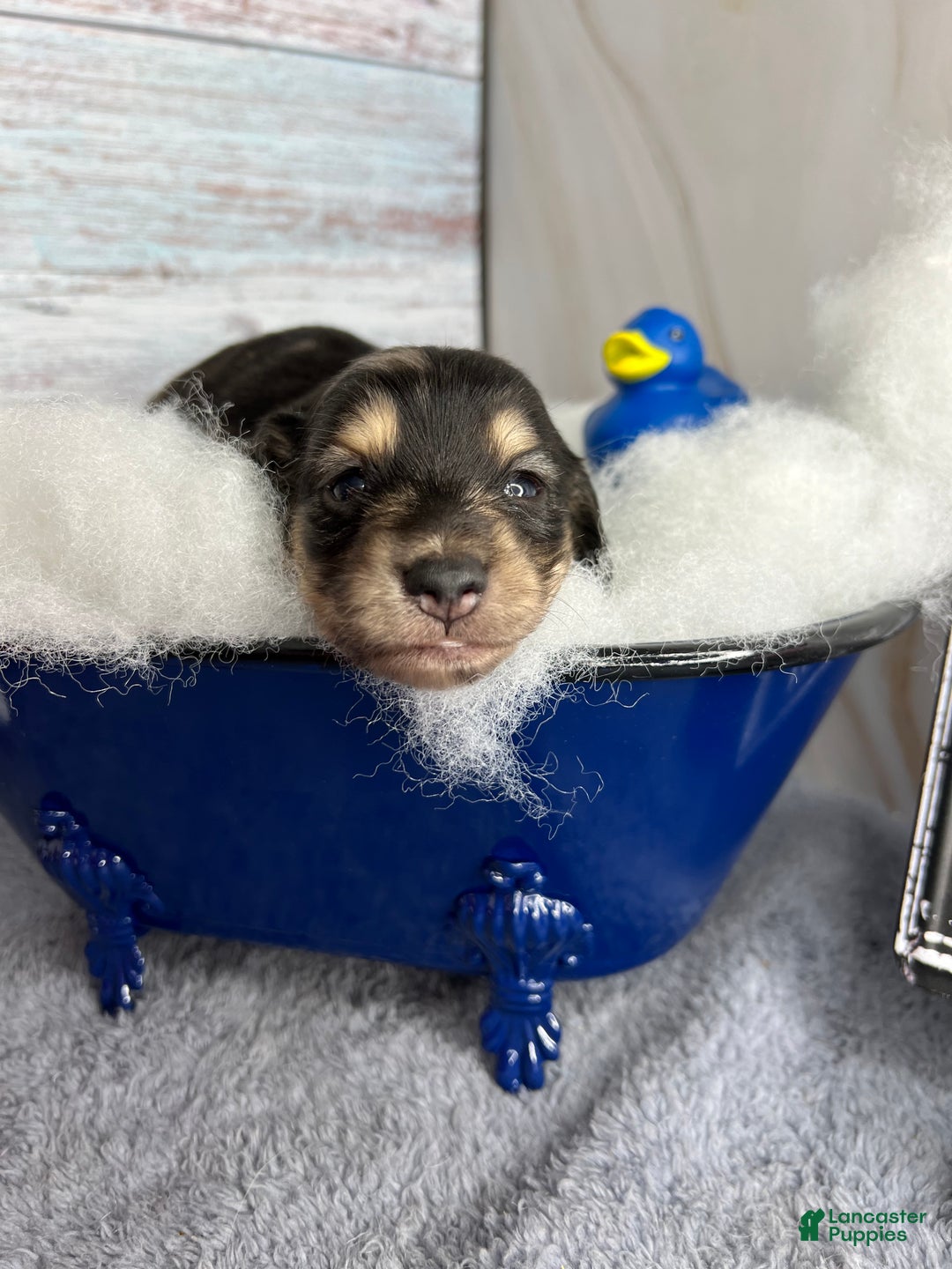 Miniature Dachshund dogs for sale: Black and cream dapple - South african - Ad 10