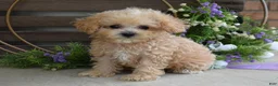Maltipoo dogs for sale: Ethan  - Ad 7