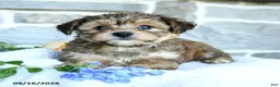 Yochon dogs for sale: Ezekiel - Ad 5