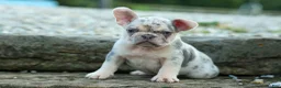 French Bulldog dogs for sale: Spencer 🐾 - Ad 27