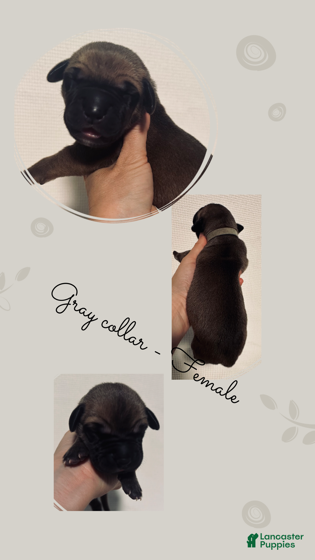 Great Dane dogs for sale: Gray Collar - Ad 4