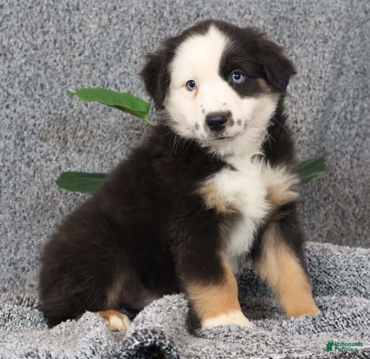 Miniature Australian Shepherd dogs Cooper - Ad 1