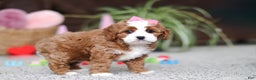 Cavapoo dogs for sale: Lilly - Ad 4