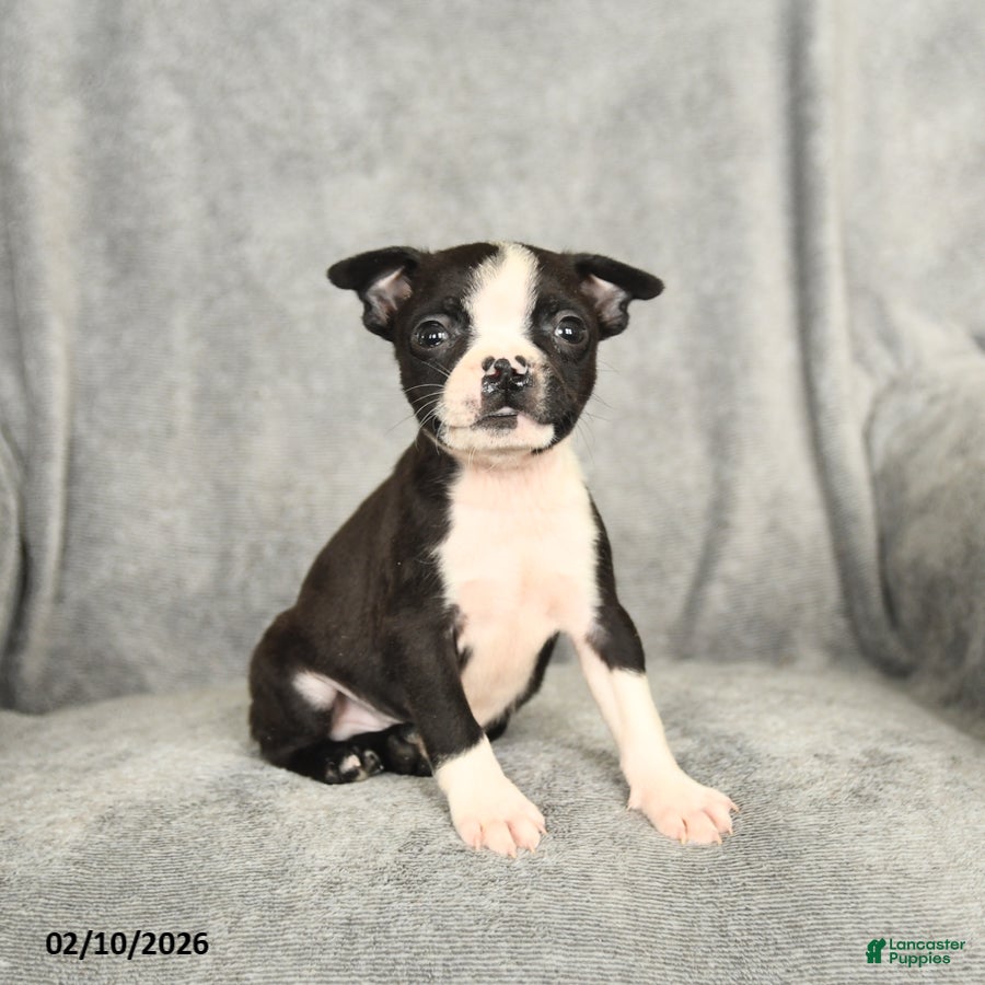 Boston Terrier dogs Barkley - Ad 29