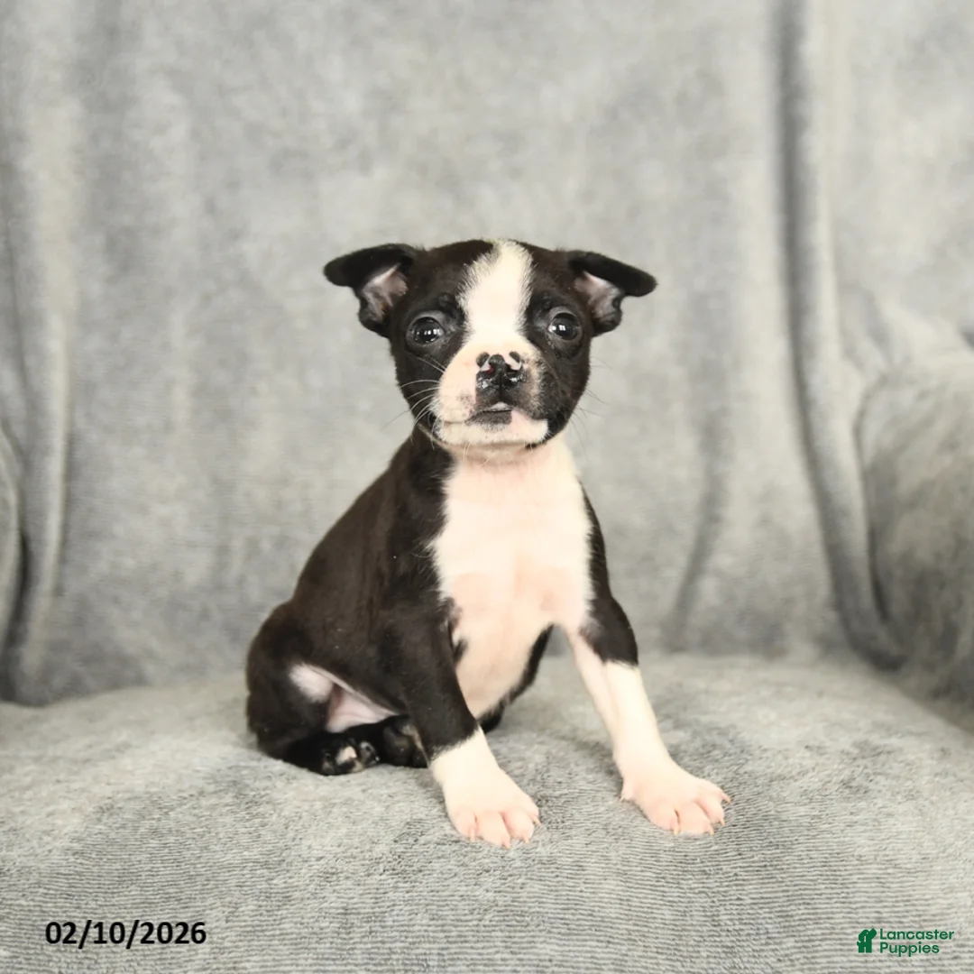 Boston Terrier dogs for sale: Barkley - Ad 1