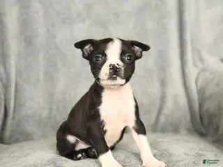Boston Terrier dogs Barkley - Ad 29