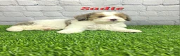 Mini Bernedoodle dogs for sale: Sadie - Ad 4