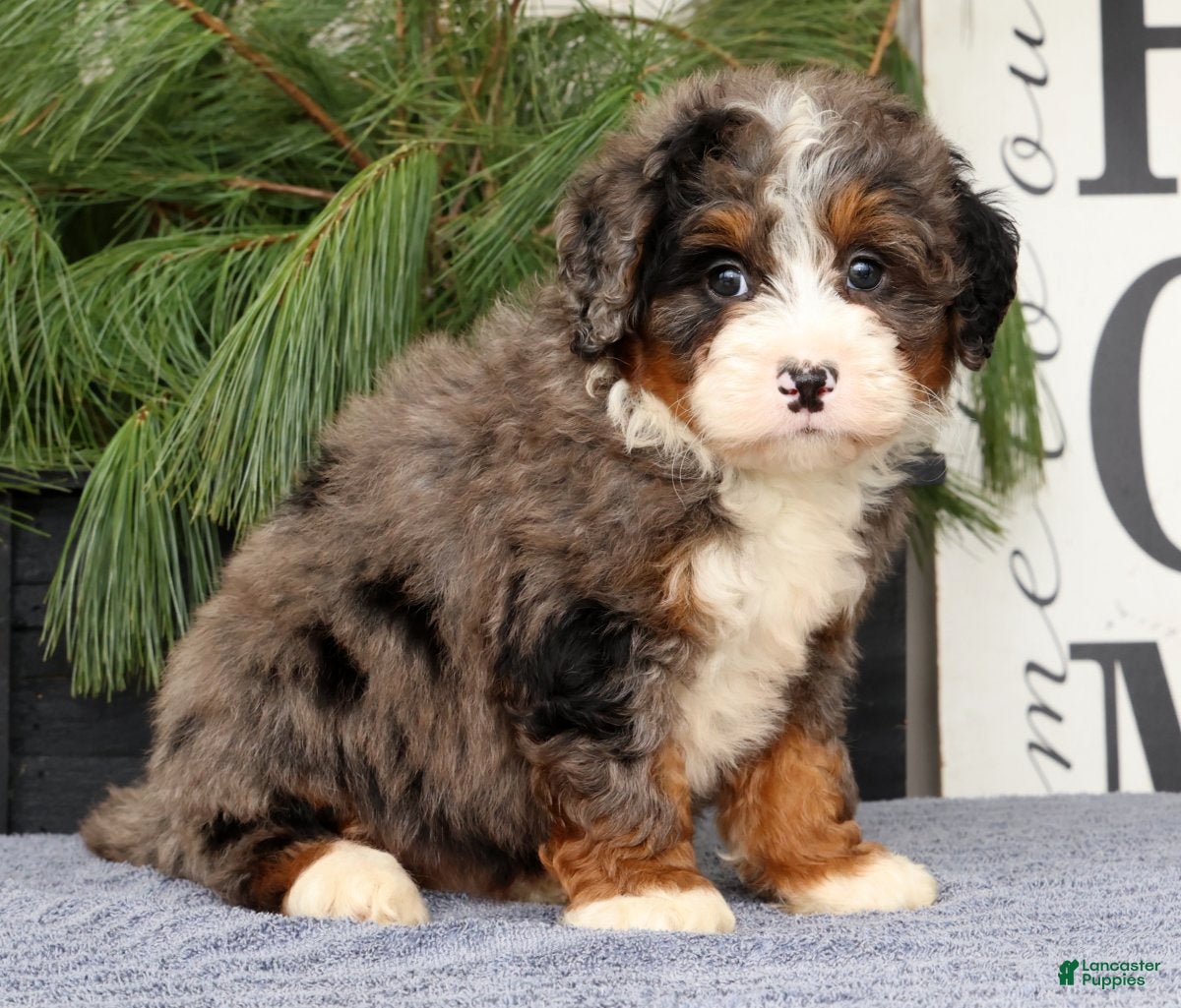 Mini Bernedoodle dogs Tinker - Ad 2