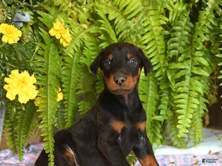 Doberman Pinscher dogs - Ad 36