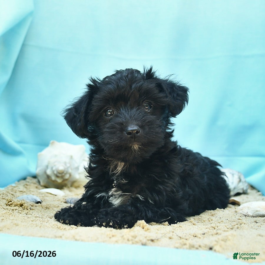Yorkiepoo dogs Confetti - Ad 2