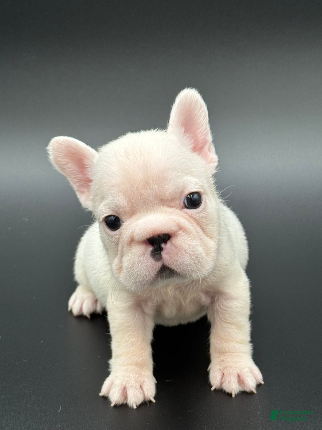 French Bulldog dogs for sale: French Bulldog Puppy 3 - Ad 4
