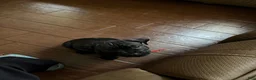 Cane Corso dogs for sale: Princess Tiana - Ad 4