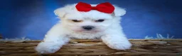 Maltese dogs for sale: Mirella🎀 - Ad 15