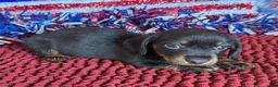 Dachshund dogs for sale: Rhett Wire - Ad 1