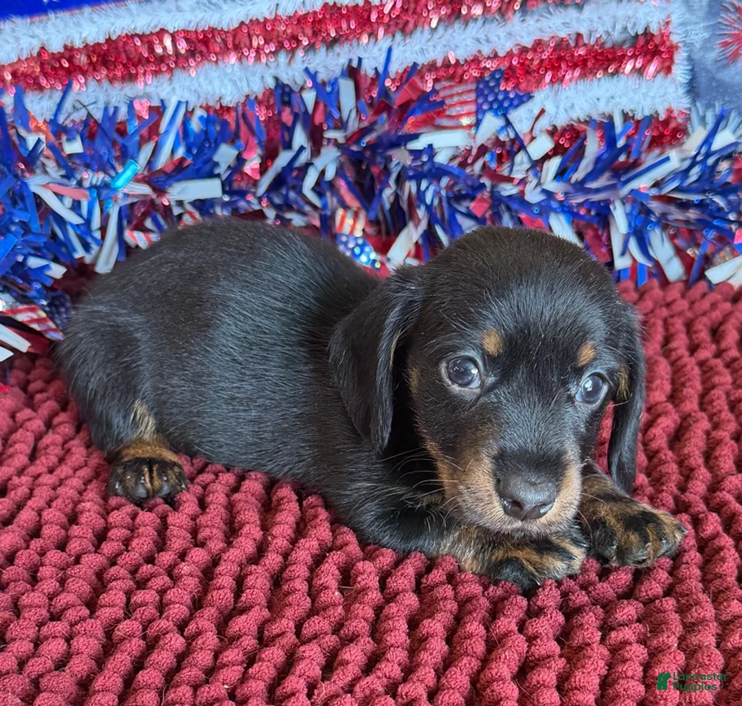 Dachshund dogs for sale: Rhett Wire - Ad 1