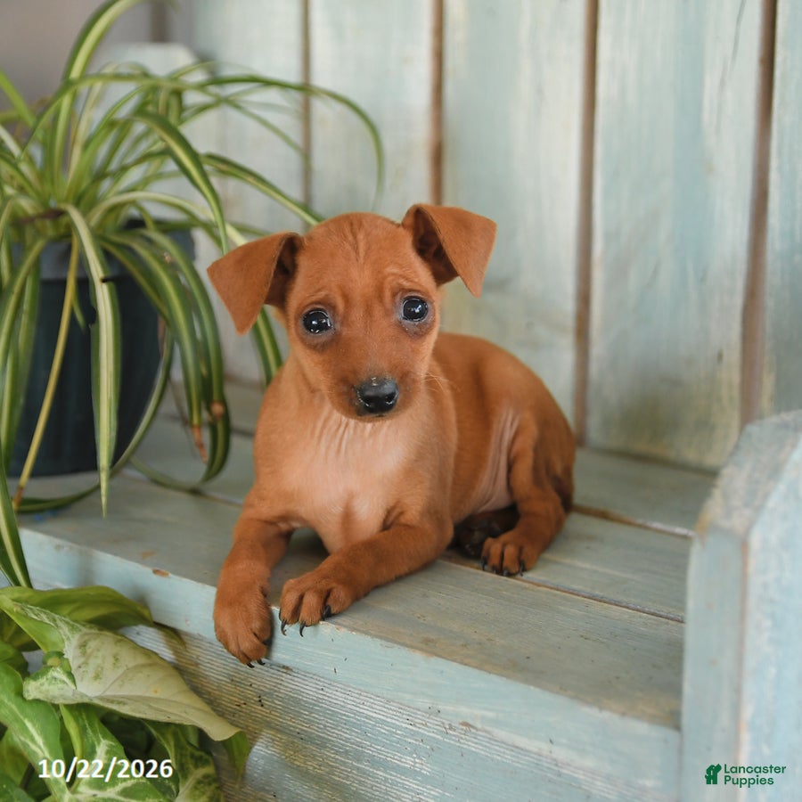 Miniature Pinscher dogs for sale: Ziggy - Ad 2