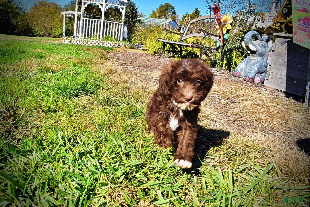 Havapoo dogs for sale: Gonzo  - Ad 13