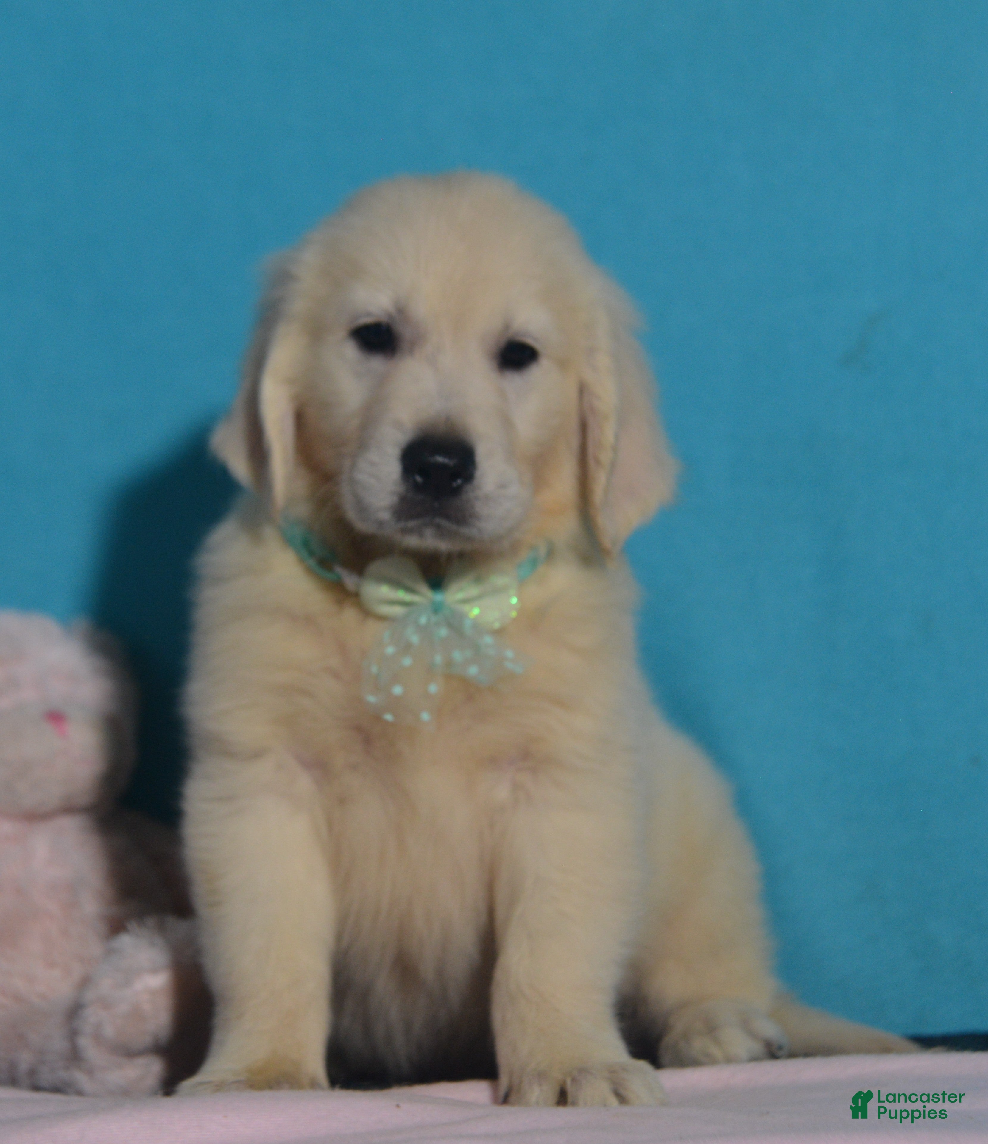 Golden Retriever dogs Tyler - Ad 2
