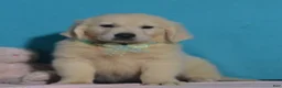 Golden Retriever dogs for sale: Tyler - Ad 2