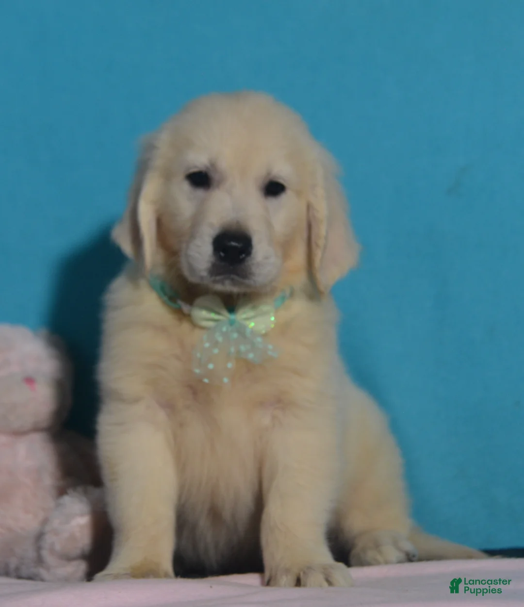 Golden Retriever dogs for sale: Tyler - Ad 2