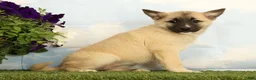 Mixed Breed dogs for sale: Kaia - Ad 2
